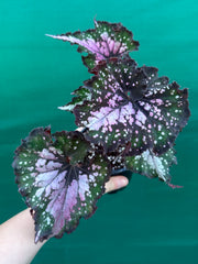 Begonia ‘Wild Fire’