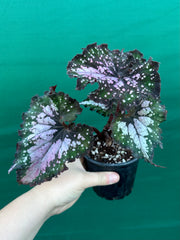 Begonia ‘Wild Fire’