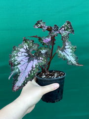 Begonia ‘Wild Fire’