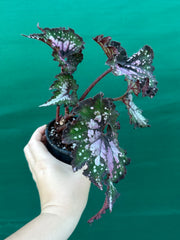Begonia ‘Wild Fire’