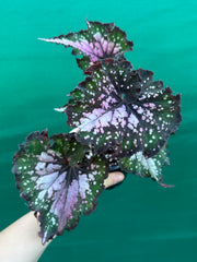 Begonia ‘Wild Fire’