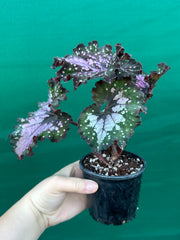 Begonia ‘Wild Fire’