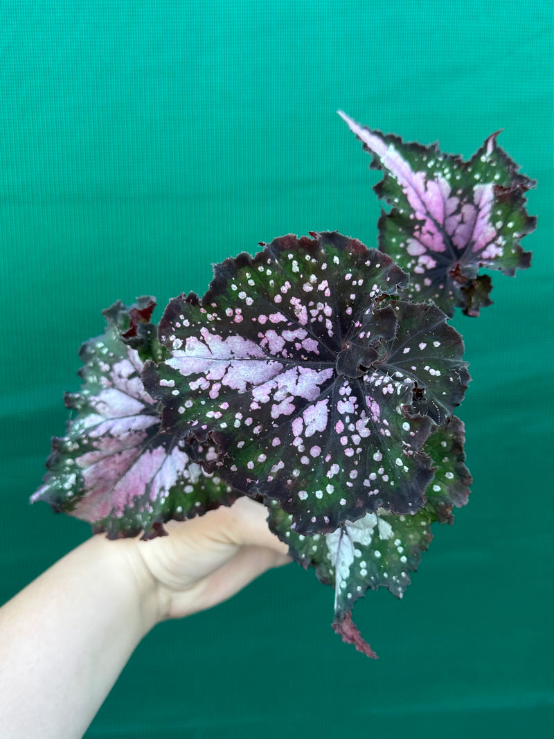 Begonia ‘Wild Fire’