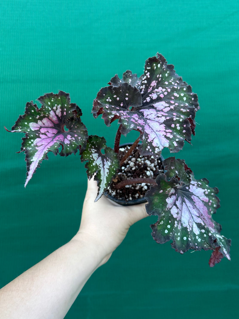 Begonia ‘Wild Fire’