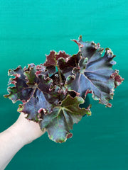 Begonia ‘Ruth Littlemore’ NEW