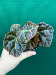 Begonia rajah