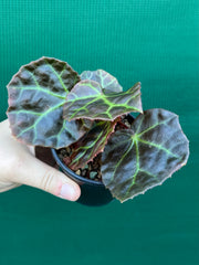 Begonia rajah
