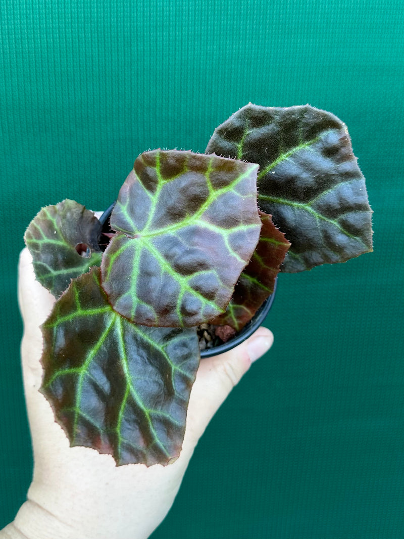 Begonia rajah