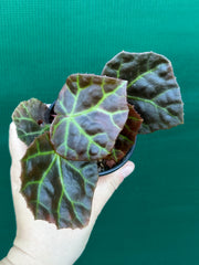Begonia rajah