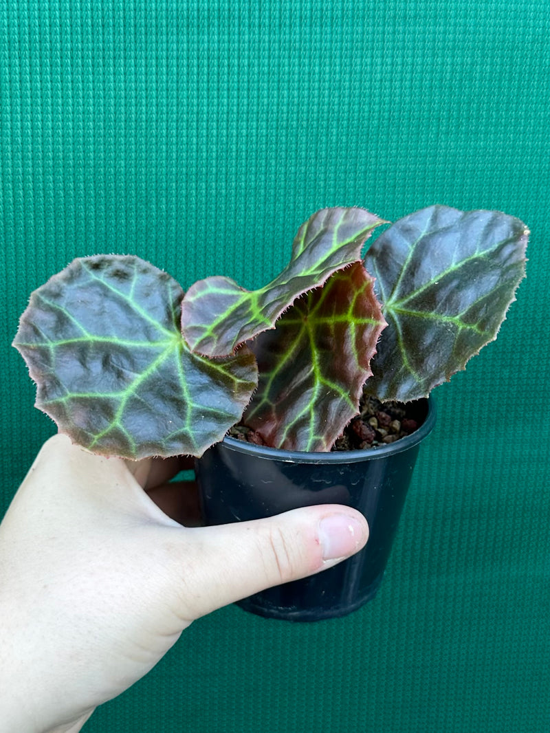 Begonia rajah