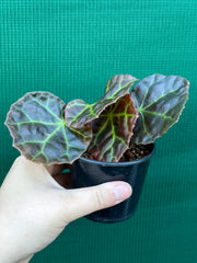 Begonia rajah