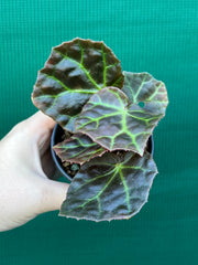 Begonia rajah