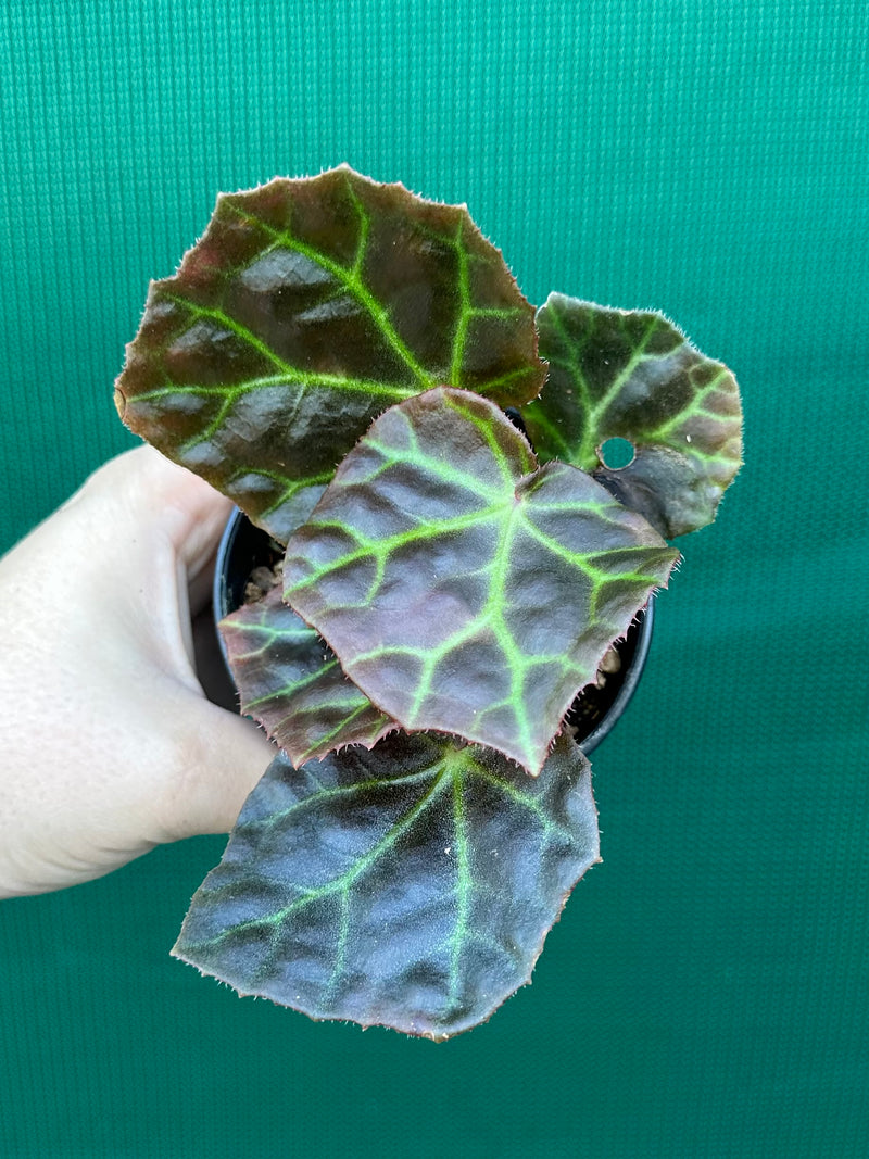 Begonia rajah