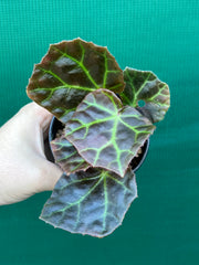 Begonia rajah