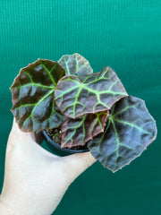 Begonia rajah