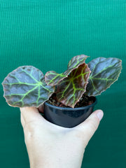 Begonia rajah