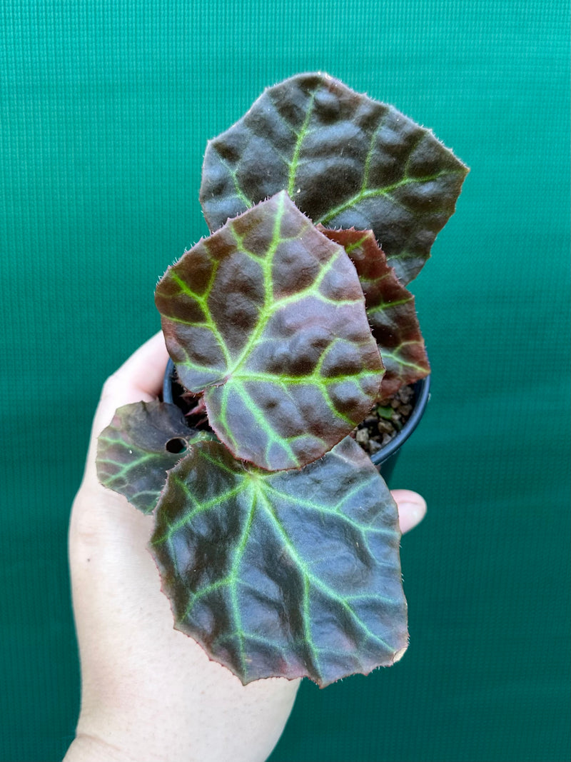 Begonia rajah