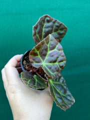 Begonia rajah