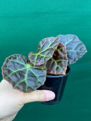 Begonia rajah