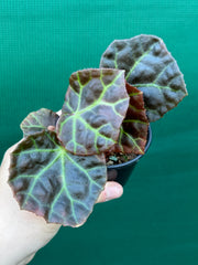 Begonia rajah