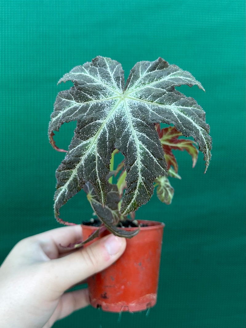 Begonia rubropunctata NEW