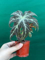 Begonia rubropunctata NEW