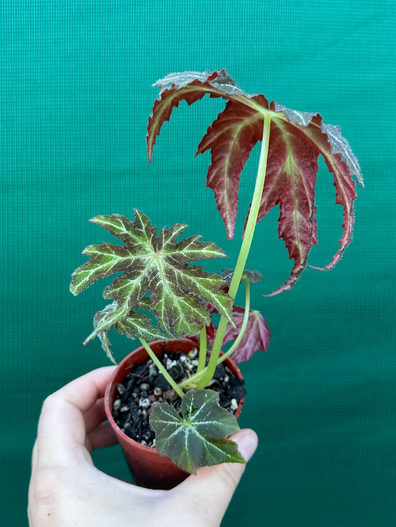Begonia rubropunctata NEW
