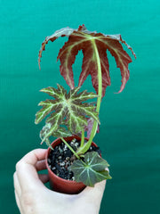 Begonia rubropunctata NEW