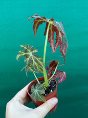 Begonia rubropunctata NEW