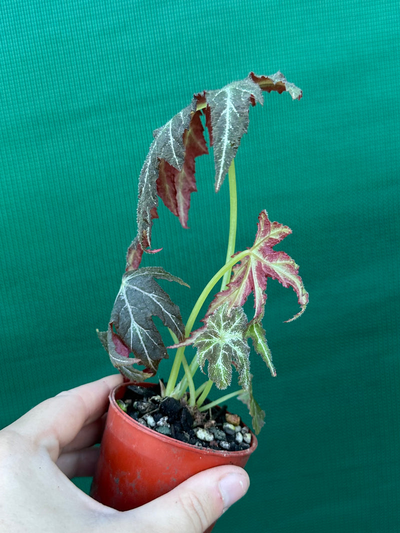 Begonia rubropunctata NEW