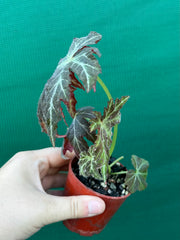 Begonia rubropunctata NEW
