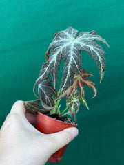 Begonia rubropunctata NEW