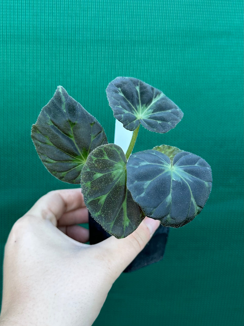 Begonia barsalouxiae