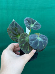 Begonia barsalouxiae