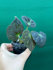 Begonia barsalouxiae