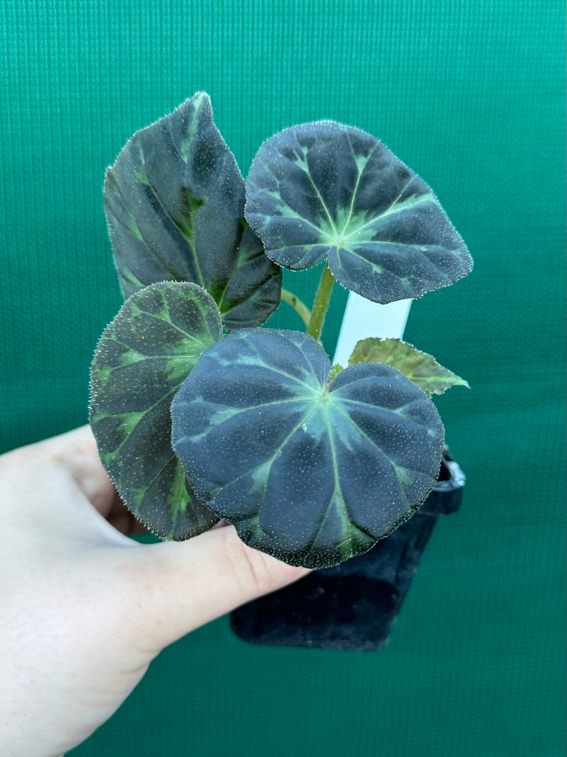 Begonia barsalouxiae