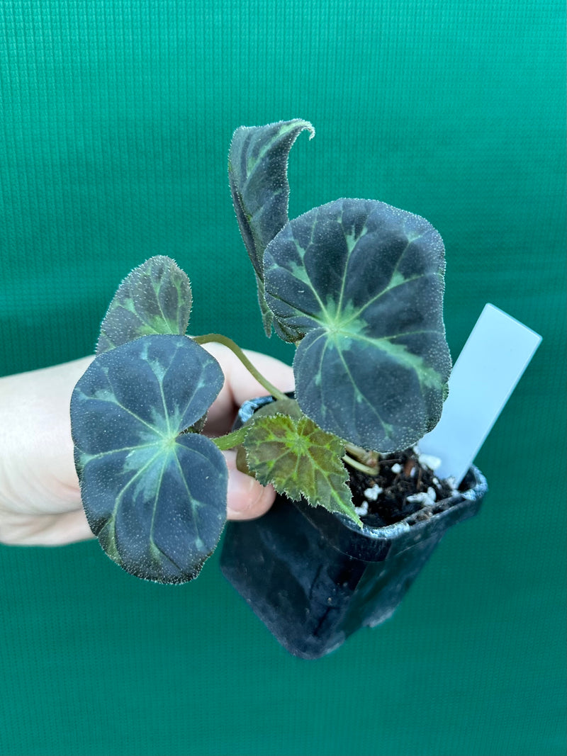 Begonia barsalouxiae
