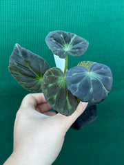 Begonia barsalouxiae