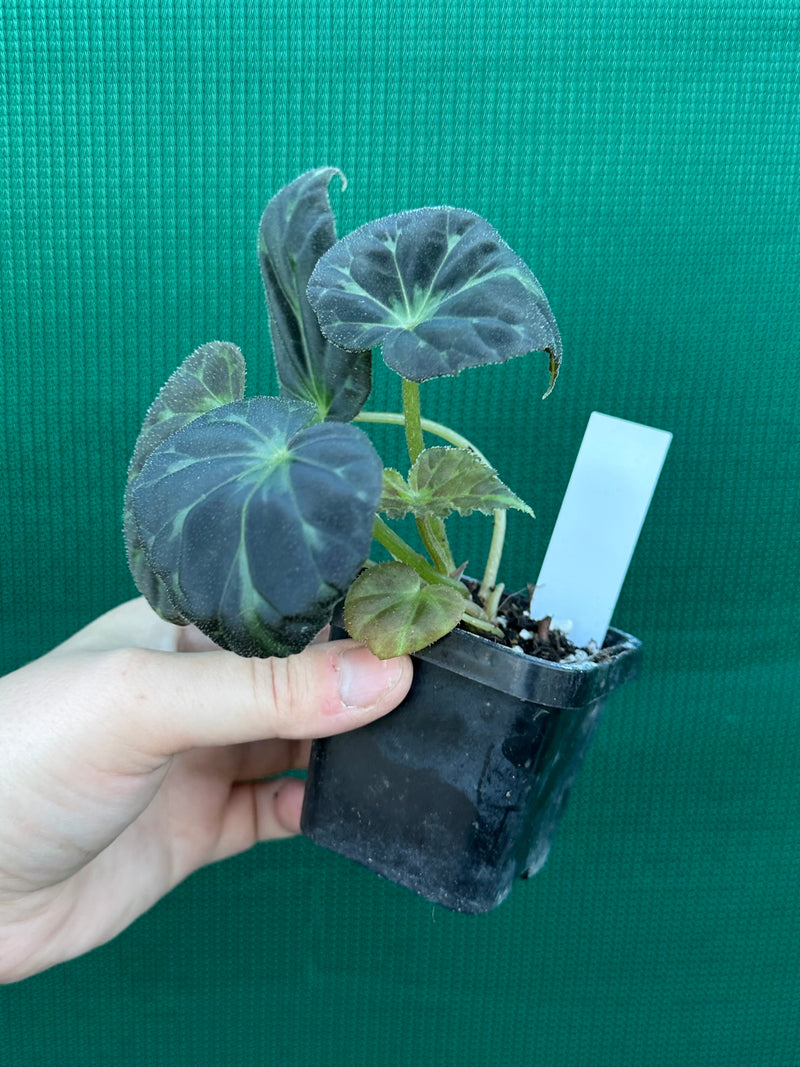 Begonia barsalouxiae