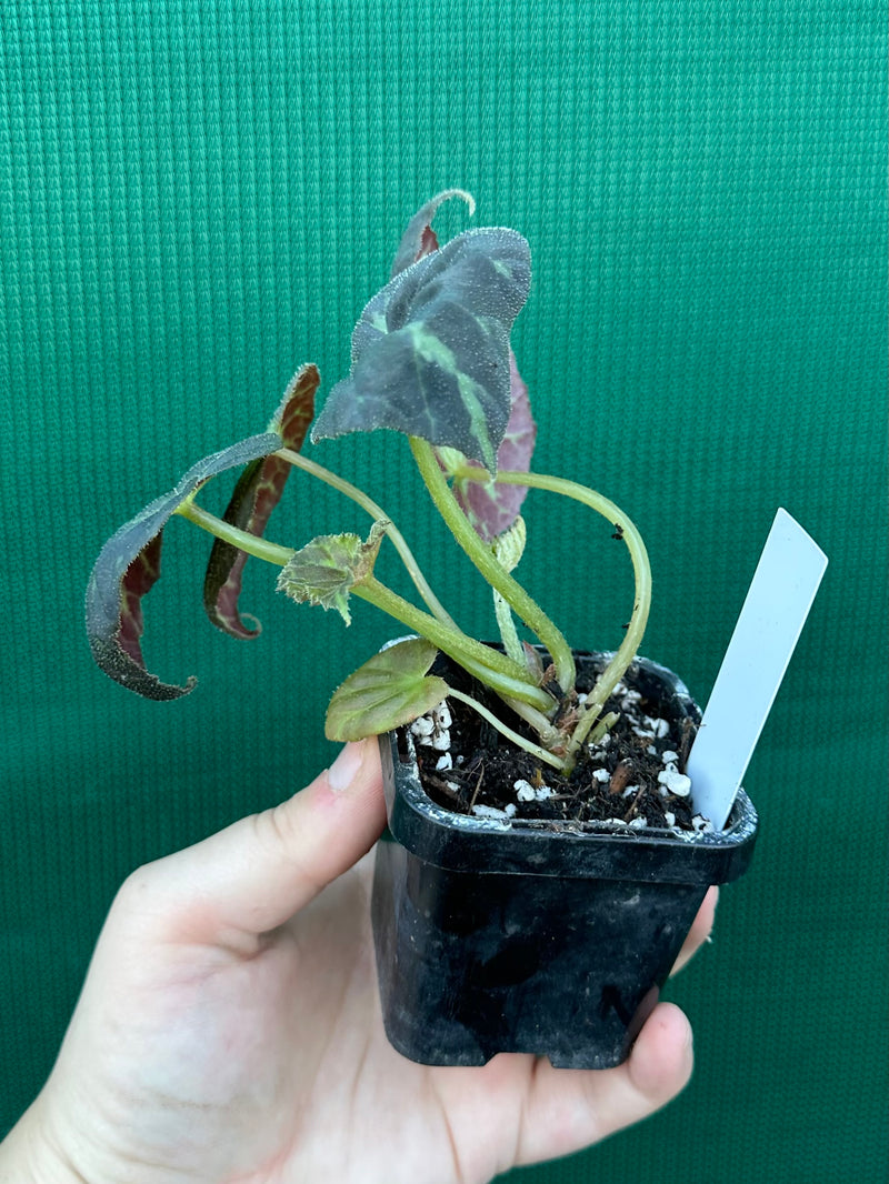 Begonia barsalouxiae