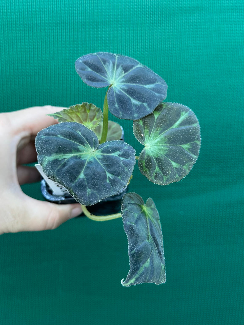 Begonia barsalouxiae