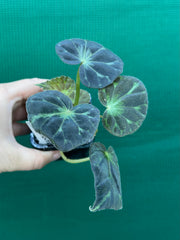 Begonia barsalouxiae