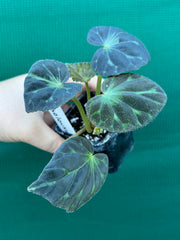 Begonia barsalouxiae