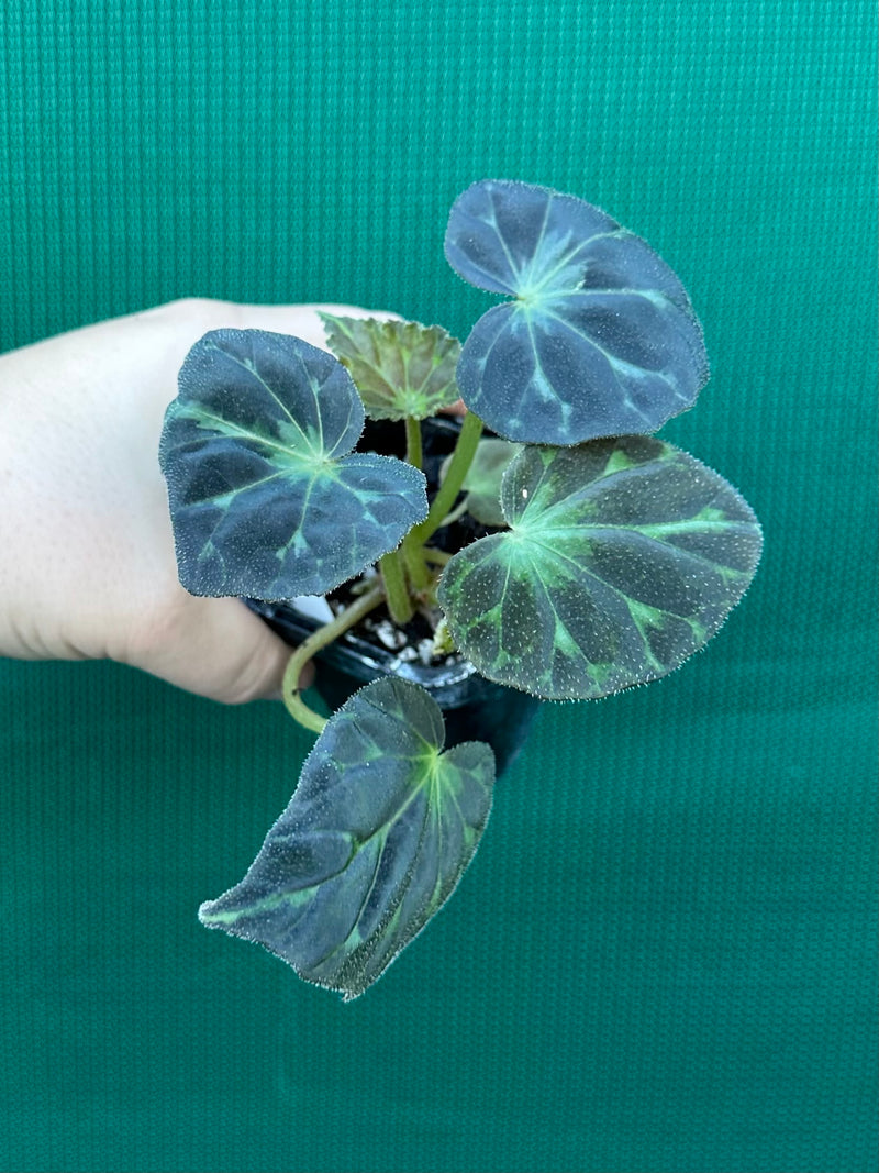 Begonia barsalouxiae