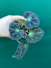 Begonia barsalouxiae