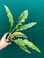 philodendron ring of fire australia Philodendron 'Ring of Fire'