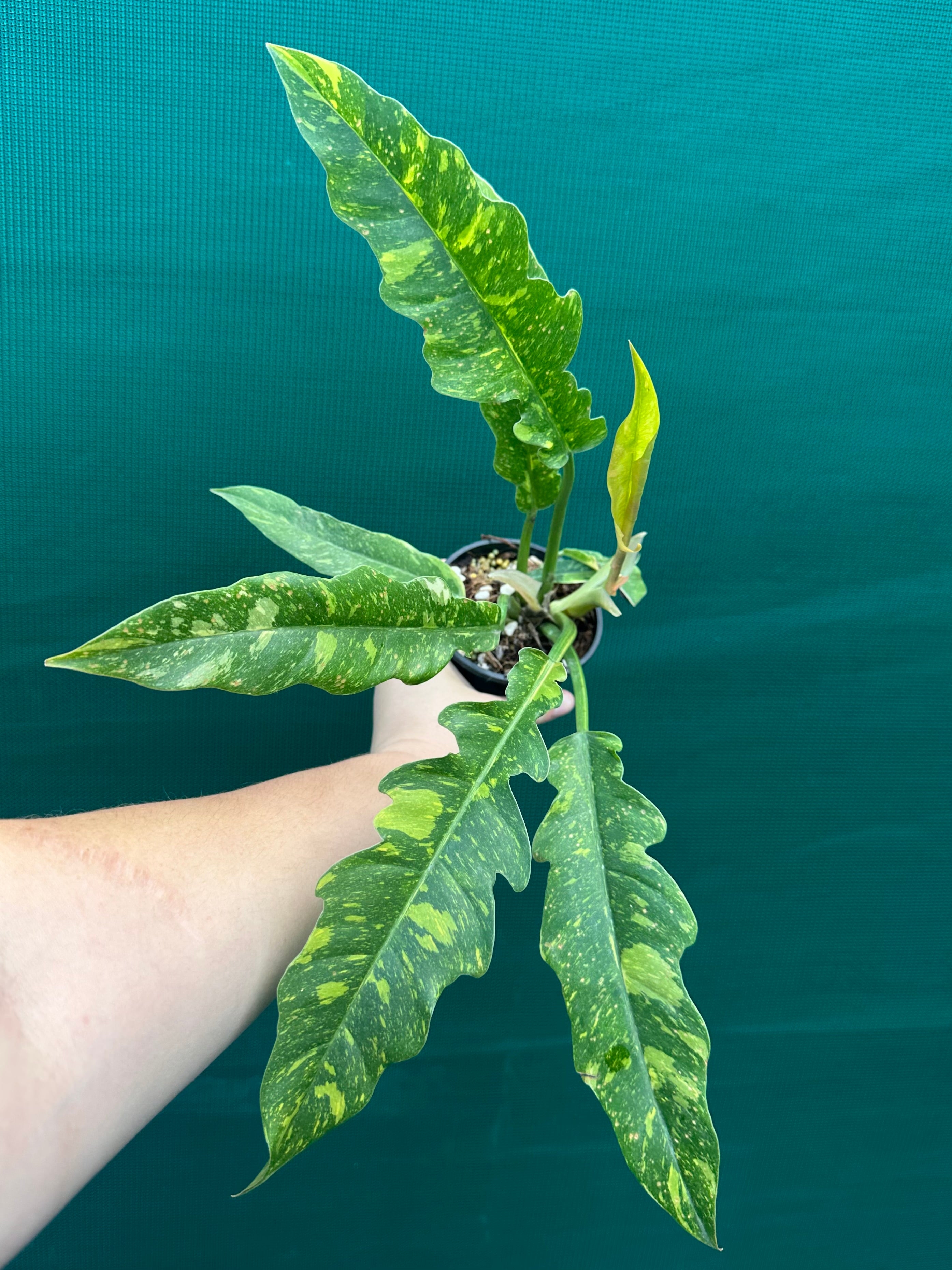 philodendron ring of fire australia Philodendron 'Ring of Fire'