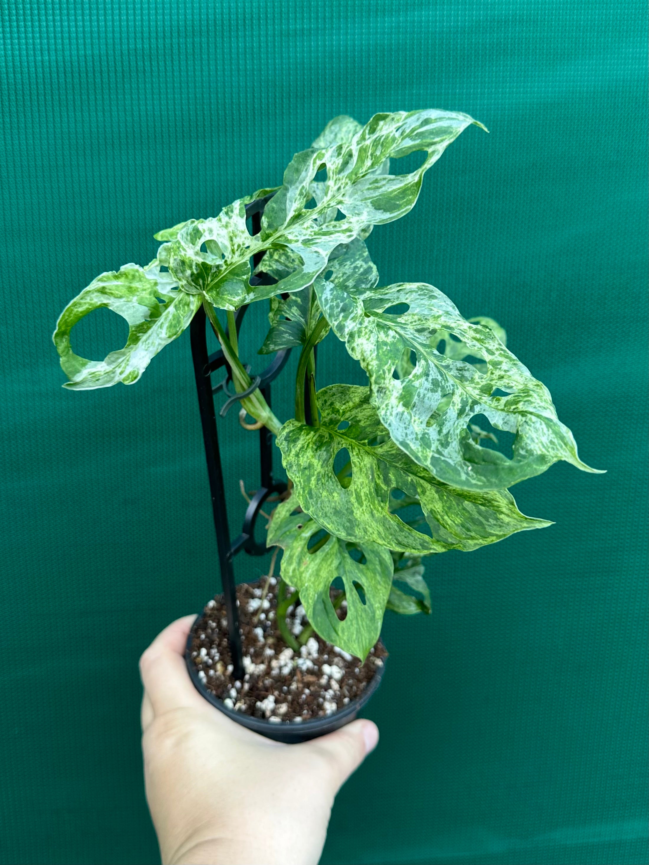 【Whiskey G】Monstera adansonii Mottled Monstera 'Adansonii' Mottled Variegation 4