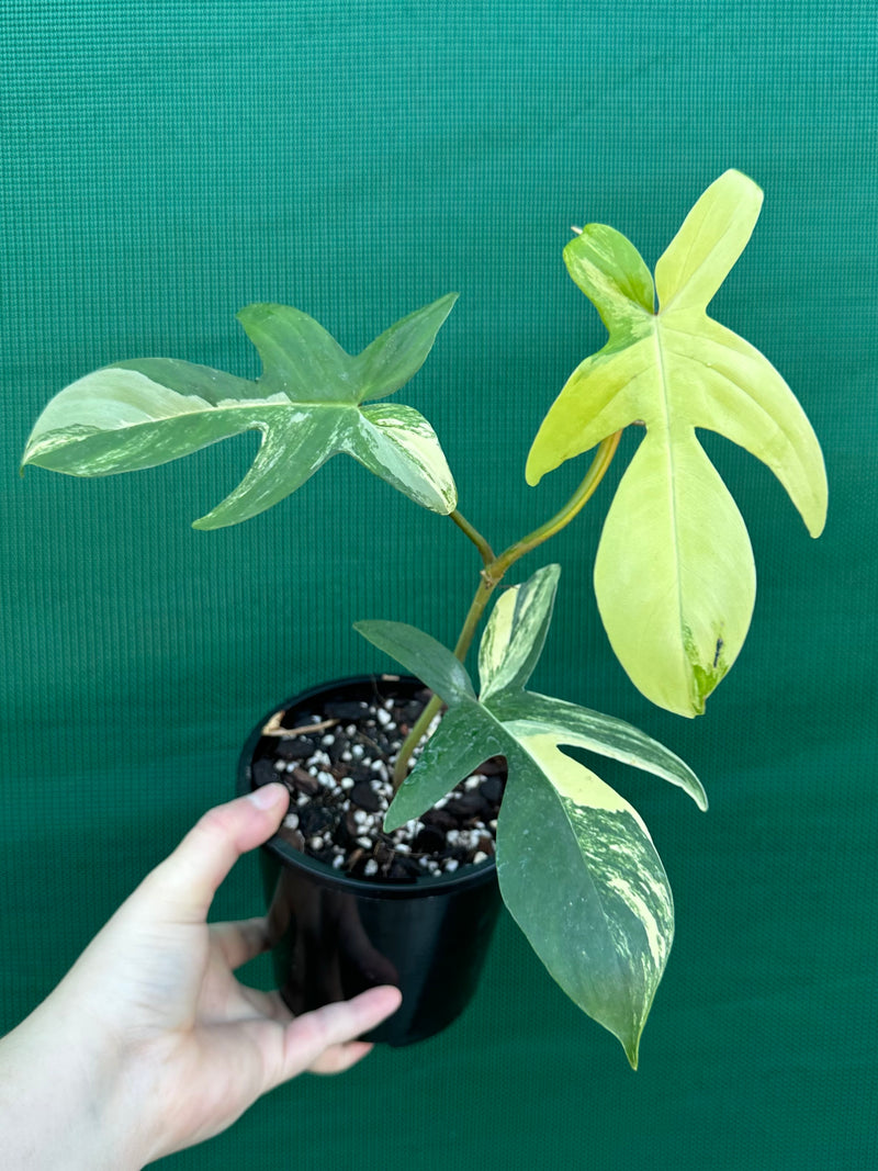 Philodendron ’Florida Beauty’