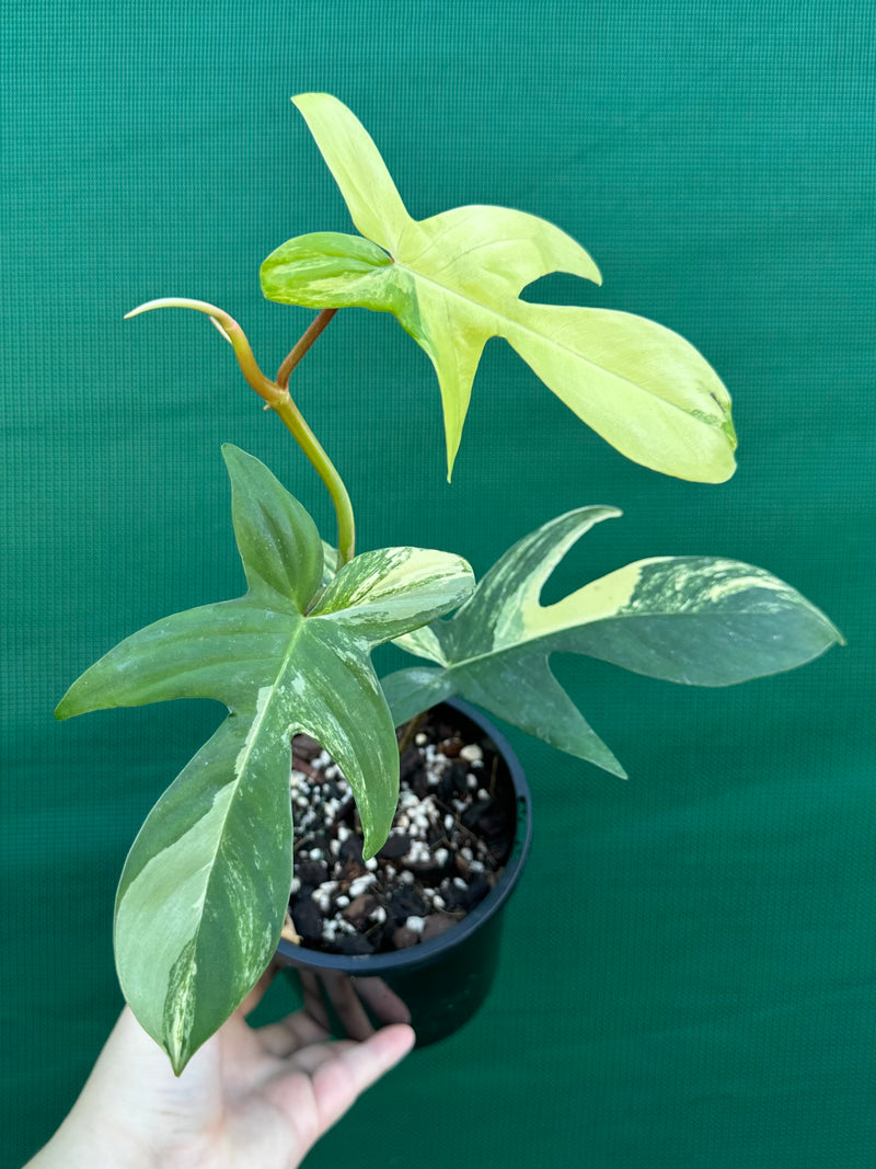 Philodendron ’Florida Beauty’